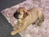 Puppies for sale France, Paris Bullmastiff
