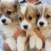 Puppies for sale Belgium, Brussels Welsh Terrier