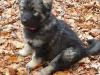 Puppies for sale Germany, Cologne ,  Alaskan Shepherds!