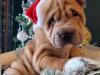 Puppies for sale Sweden, Norcheping Shar Pei