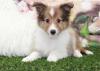 Puppies for sale Cyprus, Larnaca Sheltie (Shetland Sheepdog)