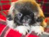 Puppies for sale Germany, Suhl Pekinese