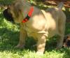 Puppies for sale Cyprus, Larnaca Other breed, Boerboel