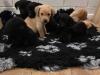 Puppies for sale Cyprus, Ayia Napa Labrador
