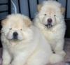 Puppies for sale Belgium, Brussels Chow Chow