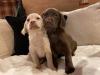 Puppies for sale Malta, Valletta Labrador