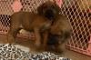 Puppies for sale Germany, Baden-Baden Rhodesian Ridgeback