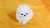 Puppies for sale Italy, Brescia Pomeranian Spitz