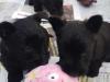 Puppies for sale Greece, Patra Scotch-terrier