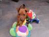 Puppies for sale Greece, Athens Miniature Pinscher