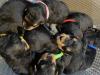 Puppies for sale Netherlands, Maastricht , Airedale terrier