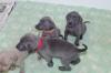 Puppies for sale Greece, Patra Weimaraner