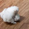 Puppies for sale Kyrgyzstan, Bishkek Pomeranian Spitz