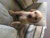 Puppies for sale Greece, Athens Labrador