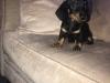 Puppies for sale Germany, Weimar Dachshund