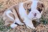 Puppies for sale Belgium, Bruges English Bulldog