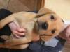 Puppies for sale Denmark, Kopenagen Labrador