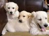 Puppies for sale Sweden, Sundsvall Golden Retriever