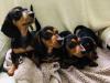 Puppies for sale Greece, Heraklion Dachshund