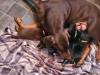 Puppies for sale Greece, Athens Doberman