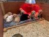 Puppies for sale Cyprus, Paphos Labrador