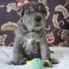 Puppies for sale Germany, Saarbruecken Bullmastiff