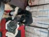 Puppies for sale Greece, Athens Afghan Hound