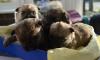 Puppies for sale Greece, Heraklion Catalan sheepdog, cane terrier