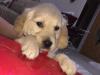 Puppies for sale Greece, Piraeus Golden Retriever