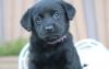 Puppies for sale Sweden, Stockholm Labrador