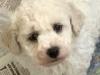 Puppies for sale Denmark, Kopenagen Bichon