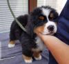 Puppies for sale Germany, Leipzig Bernese Mountain Dog