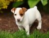 Puppies for sale Russia, Moscow Jack Russell Terrier
