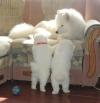 Puppies for sale Moldova, Chisinau Samoyed dog (Samoyed)