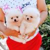 Dogs free Russia, Irkutsk Pomeranian Spitz