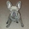 Dogs free Czech Republic, Prague French Bulldog