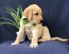 Puppies for sale Belgium, Gant Labrador Retriever