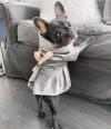 Dogs free Greece, Heraklion French Bulldog