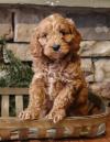 Puppies for sale Italy, Rome , COCKAPOO