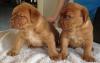 Puppies for sale Slovakia, Ostrava Bordeaux Dog