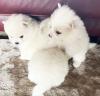 Puppies for sale Russia, St. Petersburg , Pomeranian