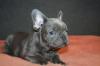 Dogs free Greece, Larissa French Bulldog