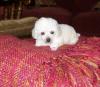 Puppies for sale Cyprus, Larnaca , Toy poodle