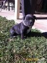 Puppies for sale Cyprus, Ayia Napa Staffordshire Bull Terrier