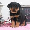 Puppies for sale Germany, Munich Rottweiler