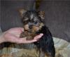 Puppies for sale United Kingdom, Birmingham Yorkshire Terrier