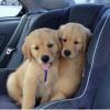Puppies for sale Belgium, Liege Golden Retriever