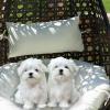 Puppies for sale Turkmenistan, Dashoguz Maltese