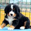 Puppies for sale Malta, Valletta Bernese Mountain Dog