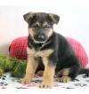 Puppies for sale Belgium, Brussels German Shepherd Dog